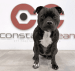 Nova, kontorshund - Constant Clean
